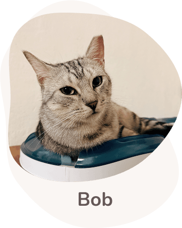 Una tenera immagine di Bob