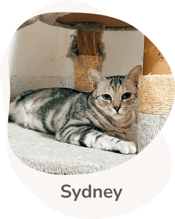 Una tenera immagine di Sydney