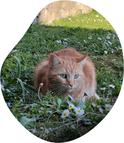 foto di un gatto arancione